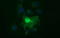 SIVA1 Apoptosis Inducing Factor antibody, LS-C338208, Lifespan Biosciences, Immunofluorescence image 