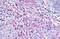 Glutamate Metabotropic Receptor 1 antibody, MBS243489, MyBioSource, Immunohistochemistry frozen image 