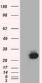 Cilia And Flagella Associated Protein 298 antibody, MA5-25159, Invitrogen Antibodies, Western Blot image 