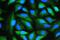 Peptidylprolyl Isomerase A antibody, A01308, Boster Biological Technology, Immunofluorescence image 