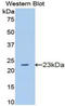 Growth arrest-specific protein 6 antibody, LS-C299203, Lifespan Biosciences, Western Blot image 