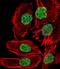 FOS Like 2, AP-1 Transcription Factor Subunit antibody, LS-C166209, Lifespan Biosciences, Immunofluorescence image 