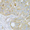 Pregnancy Specific Beta-1-Glycoprotein 1 antibody, LS-C335663, Lifespan Biosciences, Immunohistochemistry frozen image 