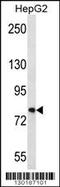 Fibronectin Type III Domain Containing 7 antibody, 56-318, ProSci, Western Blot image 