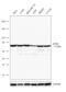 Eukaryotic Translation Initiation Factor 4B antibody, 702863, Invitrogen Antibodies, Western Blot image 