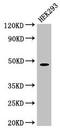 Peptidase D antibody, CSB-PA017784LA01HU, Cusabio, Western Blot image 