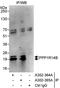 Protein Phosphatase 1 Regulatory Inhibitor Subunit 14B antibody, A302-365A, Bethyl Labs, Immunoprecipitation image 