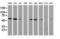 Non-POU Domain Containing Octamer Binding antibody, LS-C173975, Lifespan Biosciences, Western Blot image 