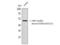 Forkhead Box A1 antibody, STJ90141, St John