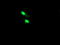TRNA Methyltransferase 2 Homolog A antibody, TA505555S, Origene, Immunofluorescence image 