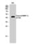 Matrix Metallopeptidase 12 antibody, GTX86934, GeneTex, Western Blot image 