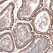 Tetraspanin 13 antibody, NBP1-81001, Novus Biologicals, Immunohistochemistry paraffin image 