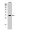 Paired Like Homeodomain 1 antibody, LS-C385512, Lifespan Biosciences, Western Blot image 