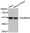 THUMP Domain Containing 3 antibody, LS-C332546, Lifespan Biosciences, Western Blot image 