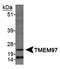 Transmembrane Protein 97 antibody, NBP1-30436, Novus Biologicals, Western Blot image 