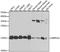 Mitochondrial Ribosomal Protein S16 antibody, A9874, ABclonal Technology, Western Blot image 