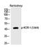 Opioid Receptor Kappa 1 antibody, PA5-40216, Invitrogen Antibodies, Western Blot image 