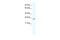 ZFP36 Ring Finger Protein Like 1 antibody, 28-663, ProSci, Enzyme Linked Immunosorbent Assay image 