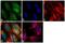 SUMO Specific Peptidase 1 antibody, 38-3350, Invitrogen Antibodies, Immunofluorescence image 