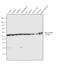 alpha-Tubulin antibody, 32-2500, Invitrogen Antibodies, Western Blot image 