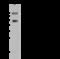 Estrogen Related Receptor Beta antibody, 107441-T32, Sino Biological, Western Blot image 