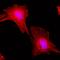 alpha-Tubulin antibody, MA5-27889, Invitrogen Antibodies, Immunofluorescence image 