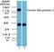 Formin Like 2 antibody, PA5-23194, Invitrogen Antibodies, Western Blot image 