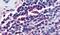 Attractin antibody, PA5-32669, Invitrogen Antibodies, Immunohistochemistry frozen image 