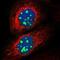 G Protein Nucleolar 2 antibody, NBP1-81649, Novus Biologicals, Immunocytochemistry image 