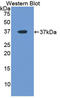 Ldh-1 antibody, LS-C302152, Lifespan Biosciences, Western Blot image 