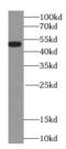 Nicotinate Phosphoribosyltransferase antibody, FNab05549, FineTest, Western Blot image 