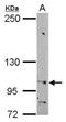 Heat Shock Protein Family A (Hsp70) Member 4 antibody, NBP2-16898, Novus Biologicals, Western Blot image 