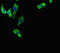 Hypoxia Inducible Factor 1 Subunit Alpha Inhibitor antibody, CSB-PA865160LA01HU, Cusabio, Immunofluorescence image 