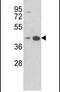 Alpha-2-Glycoprotein 1, Zinc-Binding antibody, PA5-13580, Invitrogen Antibodies, Western Blot image 
