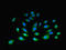 Coagulation Factor III, Tissue Factor antibody, LS-B15147, Lifespan Biosciences, Immunofluorescence image 