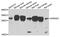 DIRAS Family GTPase 3 antibody, PA5-76307, Invitrogen Antibodies, Western Blot image 