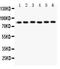 Mitofusin 1 antibody, LS-C357427, Lifespan Biosciences, Western Blot image 