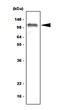 CD287 antibody, SM6026S, Origene, Western Blot image 