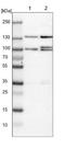 Protein Hook homolog 1 antibody, NBP1-81745, Novus Biologicals, Western Blot image 