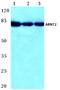 Aryl hydrocarbon receptor nuclear translocator 2 antibody, A05583-1, Boster Biological Technology, Western Blot image 