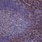 Thymocyte Selection Associated antibody, NBP1-90802, Novus Biologicals, Immunohistochemistry frozen image 