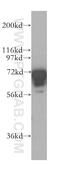 Fragile X Mental Retardation 1 antibody, 13755-1-AP, Proteintech Group, Western Blot image 