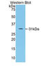 Coagulation Factor V antibody, LS-C300986, Lifespan Biosciences, Western Blot image 