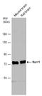 Nuclear Receptor Subfamily 4 Group A Member 2 antibody, GTX133225, GeneTex, Western Blot image 