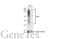 CD63 Molecule antibody, GTX132953, GeneTex, Western Blot image 