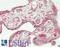 Catenin Delta 1 antibody, LS-B14421, Lifespan Biosciences, Immunohistochemistry paraffin image 