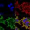 ATP Binding Cassette Subfamily C Member 9 antibody, MA5-27636, Invitrogen Antibodies, Immunofluorescence image 