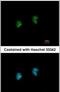 Interferon-stimulated gene 20 kDa protein antibody, PA5-30073, Invitrogen Antibodies, Immunofluorescence image 