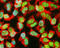 GAPDH antibody, LS-C204532, Lifespan Biosciences, Immunocytochemistry image 