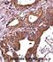 Receptor-interacting serine/threonine-protein kinase 1 antibody, abx027672, Abbexa, Immunohistochemistry paraffin image 